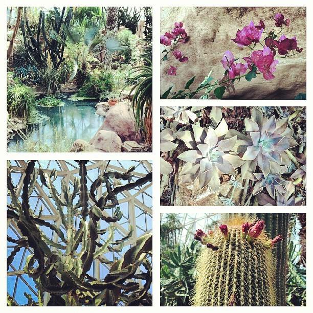 cactus land