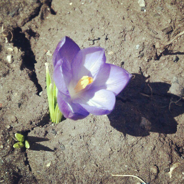 first proof of spring