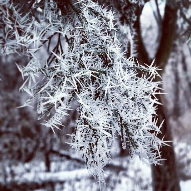 hoar frost