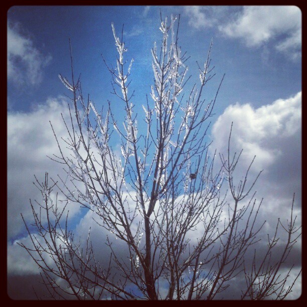 ice tree