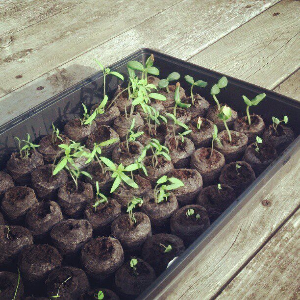 little seedlings