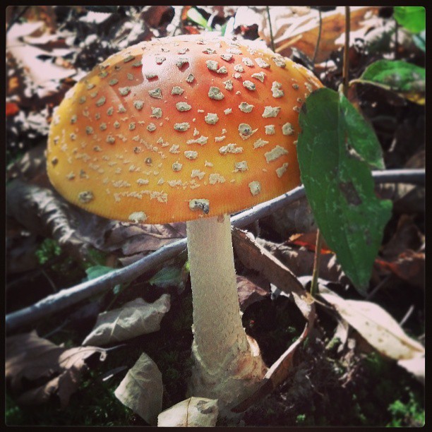 mushroom home