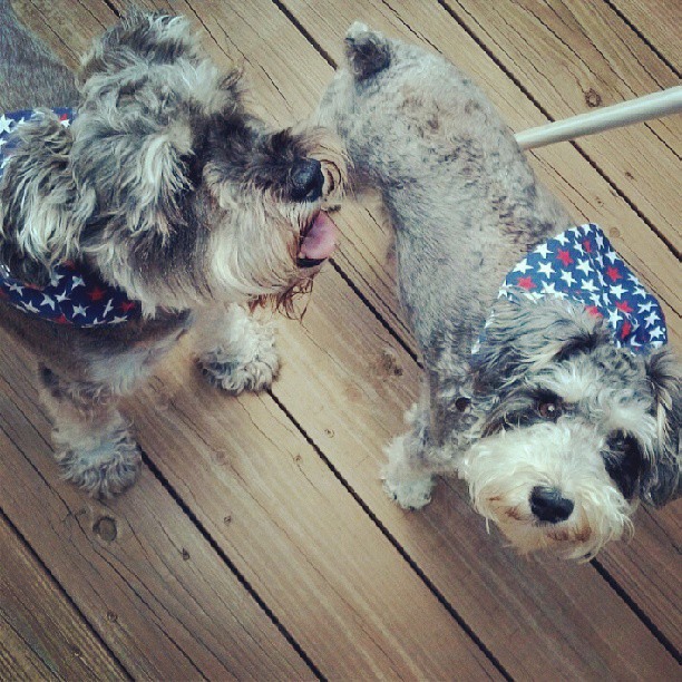 puppies