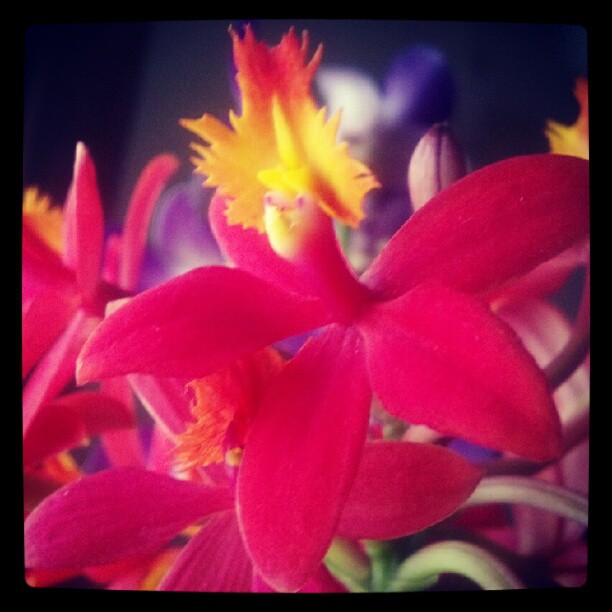 red orchid