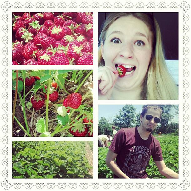 strawberry pickin