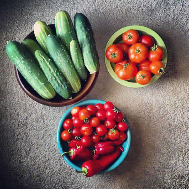 veggie harvest