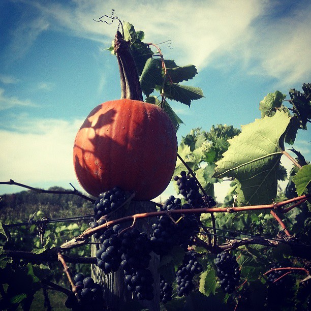 winery 1